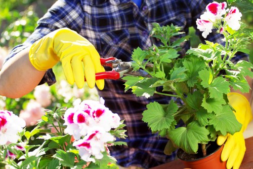 The image depicts a person wearing a blue checkered shirt and bright yellow gardening gloves, engaged in pruning vibrant flowering plants in a garden setting. The gardener is using red-handled pruning shears to trim a lush, bushy plant with large, rounded green leaves and clusters of white and pink flowers. The plant is in a terracotta pot set on a wooden surface, surrounded by other greenery and flowering plants. In the background, additional garden elements like shrubbery and trees are visible, suggesting an outdoor landscaped garden typical of a residential area in Muswell Hill. The natural lighting indicates a sunny day, with clear weather enhancing the lushness of the foliage and the vivid colours of the flowers. This scene exemplifies careful garden maintenance, which services from Gardening Services Muswell Hill could support, including pruning, planting, and general outdoor garden care to enhance local outdoor spaces.
