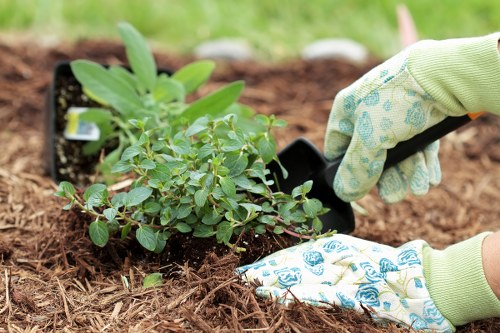 A close-up image of a gardener planting a small green shrub into a prepared flower bed. The gardener is wearing light green gardening gloves with a floral pattern, and the shrub has dense, oval-shaped leaves. The soil in the flower bed appears freshly turned and dark, surrounded by mulch or bark chippings. In the background, there is a hint of a garden lawn with vibrant green grass and some blurred greenery, indicating an outdoor setting in a residential garden. The scene demonstrates careful planting work, likely part of maintaining or enhancing a landscaped outdoor space in Muswell Hill, with natural light suggesting a clear day suitable for gardening activities. This image showcases the tactile process of garden planting, typical of services provided by Gardening Services Muswell Hill to improve garden aesthetics and plant health.