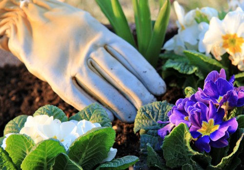 A close-up view of a gardener's hand wearing a light-colored gardening glove, gently tending to a flower bed in an outdoor garden. The garden features a variety of flowering plants with white and purple blossoms, surrounded by lush green leaves. The soil appears dark and well-maintained, with a mix of textures from the flower beds and the ground surface. In the background, there are tall green leaves and additional plant foliage, suggesting a healthy, landscaped outdoor space typical of a residential garden in Muswell Hill. Soft natural lighting indicates the scene is taken during daylight hours, emphasizing the vibrant colors of the flowers and greenery, suitable for professional gardening services focused on planting and garden maintenance.
